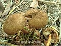 Inocybe lanuginosa-amf1040-1